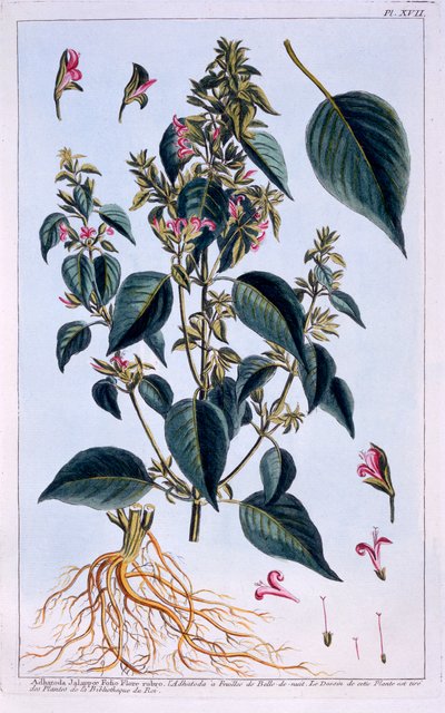 Justicia adhatoda - Pierre Joseph Buchoz